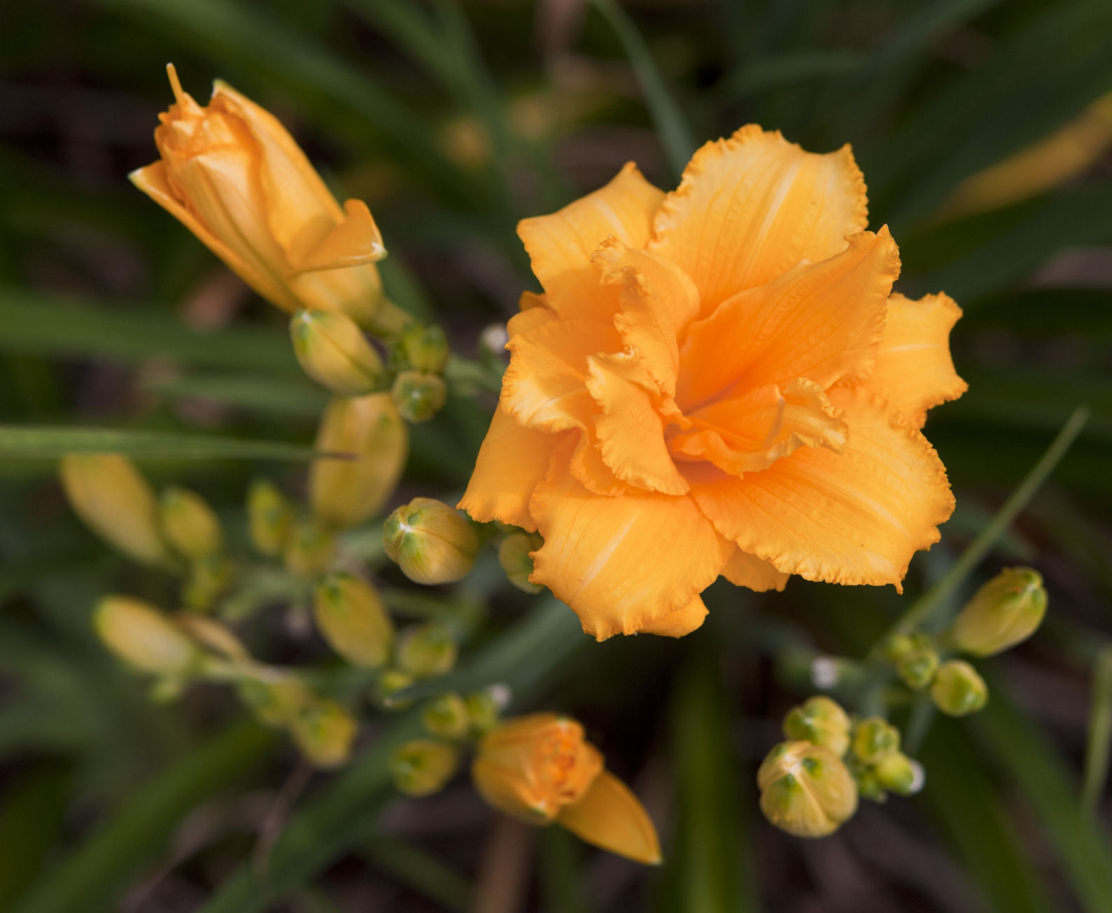 Davis Boxwood & Daylily Nursery